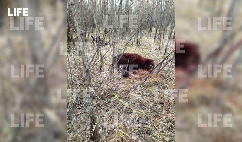 Медведь разорвал рыбака в Уватском районе