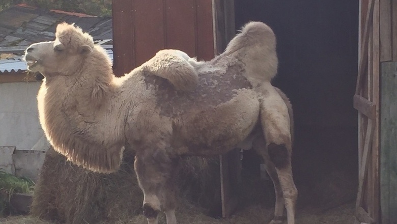 Миллион для мучителя: верблюда Кешу, который снимался в фильме Тобол, пытаются выкупить у хозяина