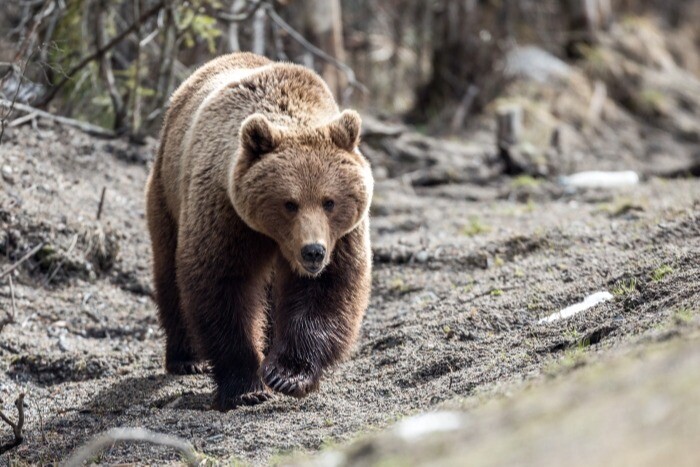 Медведи выходят из зимней спячки в тюменской тайге