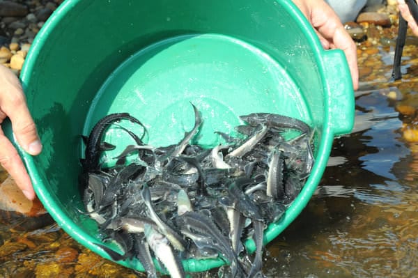 Браконьеры из Уватского района наловили рыбы на миллион рублей