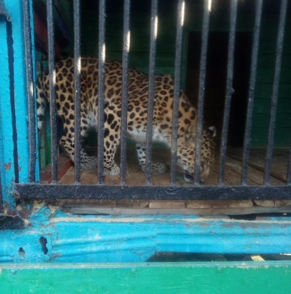 Хотите купить леопарда?! Под Тюменью хозяин частного зоопарка распродает зверей