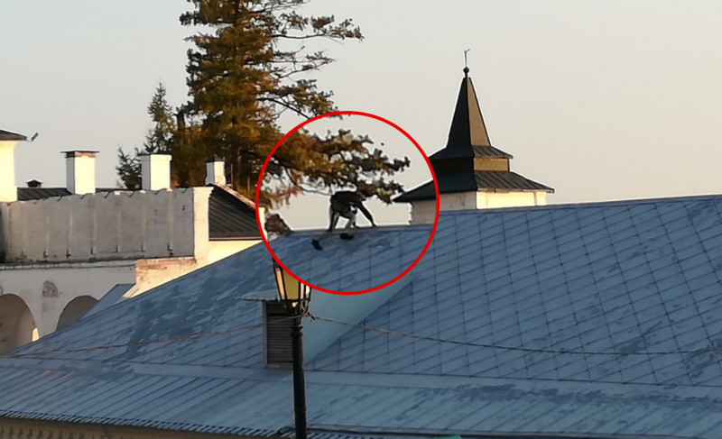 По крыше Тобольского кремля бегал подросток