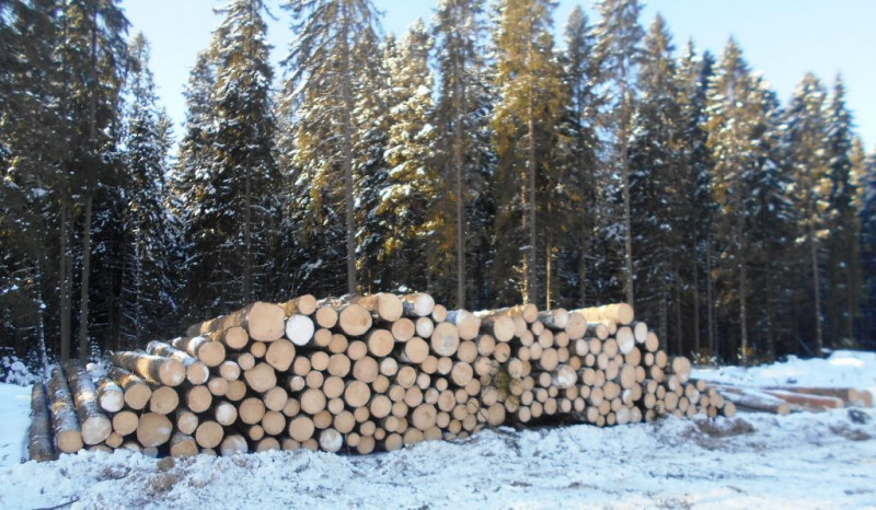 В Уватском районе вырубили лес на 700 тысяч рублей