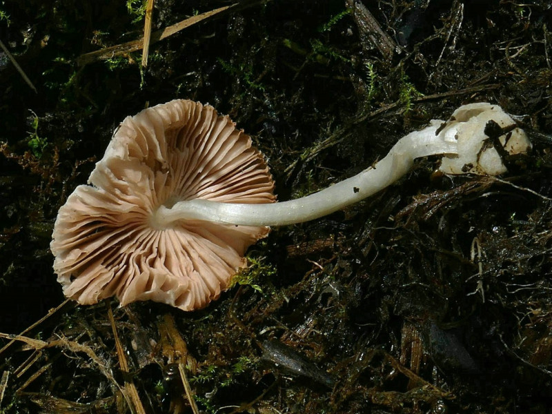 Тобольские учёные обнаружили неизвестный науке гриб