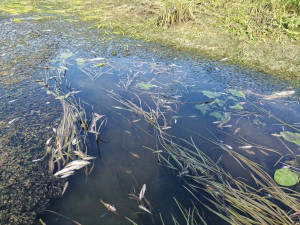 В Тобольском районе в реке Аталык массово гибнет рыба