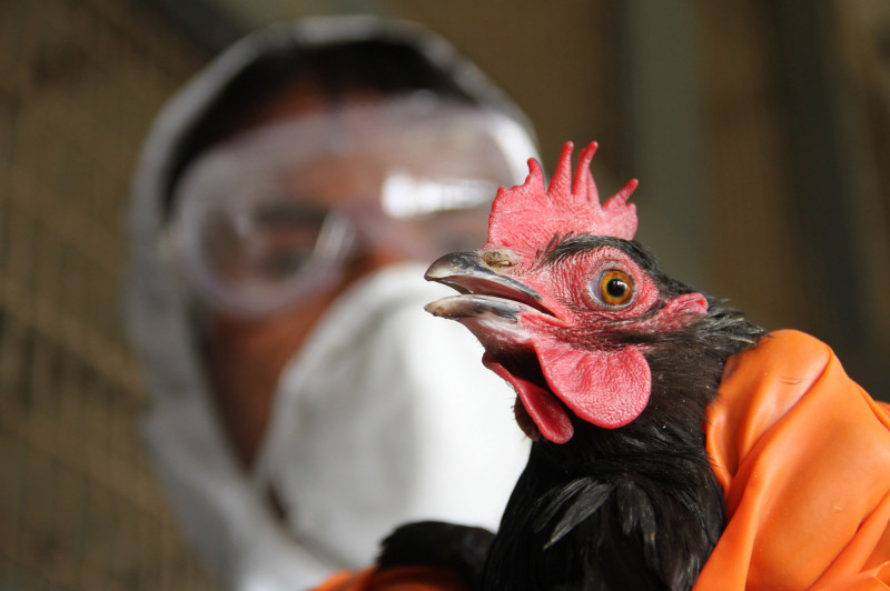 МЧС предупреждает о вспышке птичьего гриппа в Тюменской области