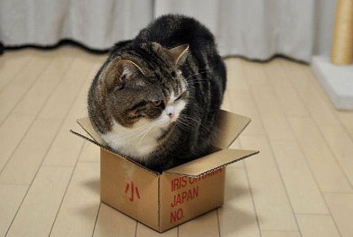 5 причин, почему кошки любят коробки