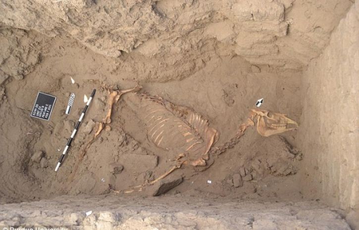 В Тобольске археологи случайно нашли скелет конька горбунка