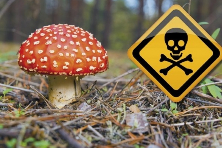 Топ 7 ядовитых грибов Тобольского района