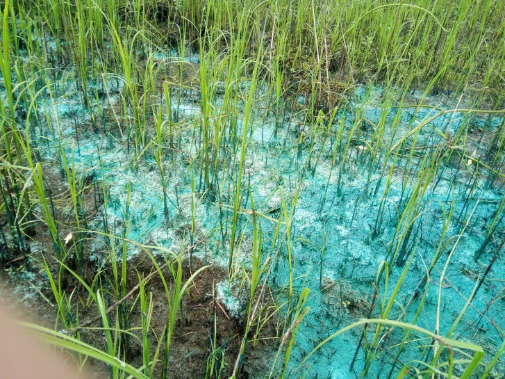 В Тобольском районе прокуратура проведет проверку по факту изменения цвета реки в ядовито-синий