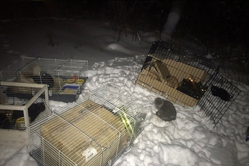  Под Сургутом были найдены 28 кошек, запертых в клетках на морозе