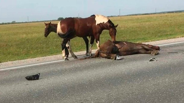 На трассе под Тобольском женщина сбила лошадь