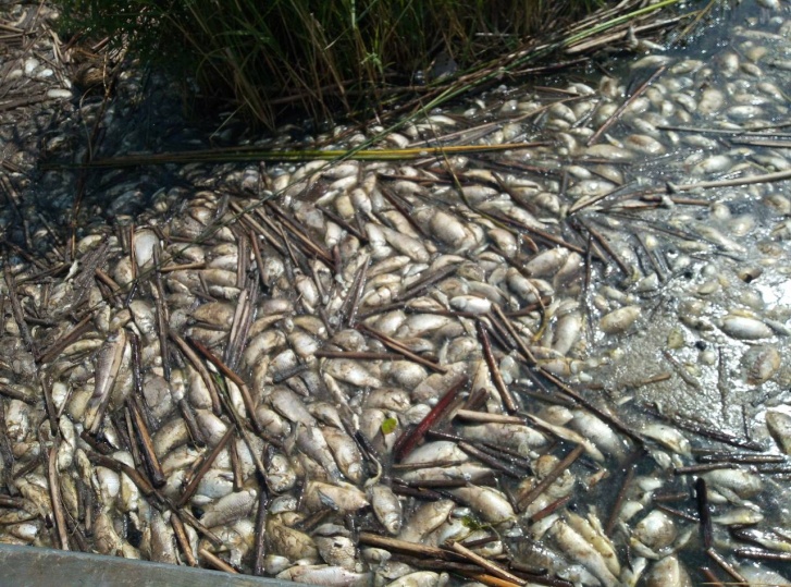 В деревне Ачиры на озере Андреевском массово гибнет рыба